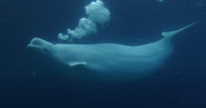 New study shows beluga whales display fascinating behaviour in front of mirror