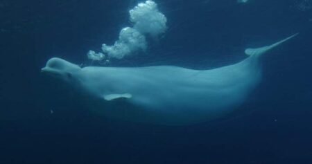New study shows beluga whales display fascinating behaviour in front of mirror