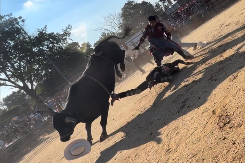 Bull rider, 25, hospitalized after being trampled by bovine at NYC rodeo event: wild video