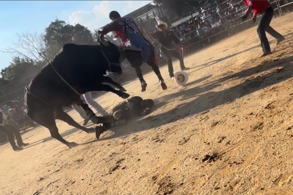 Bronx rodeo where rider was hurled from bull and trampled on didn’t have permit: report