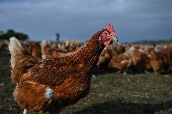 A chicken at a free range farm.