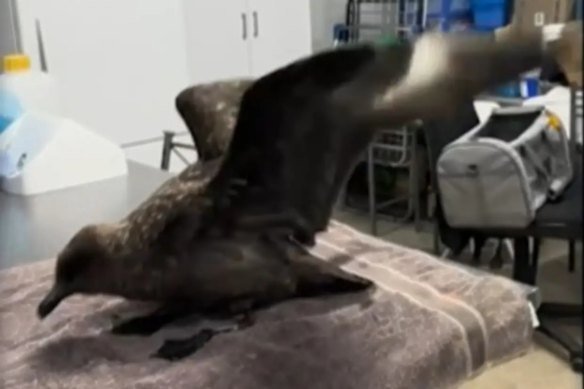 The brown skua was the first to positively test to the virus.