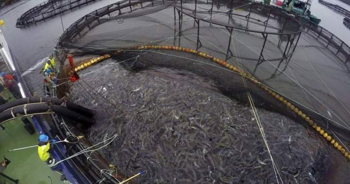 N.B. seafood company reaches 5M deal to acquire salmon farming operations N.B. seafood company reaches 5M deal to acquire salmon farming operations