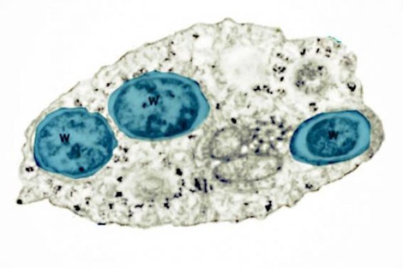 Nature’s solution: the Wolbachia bacterium.