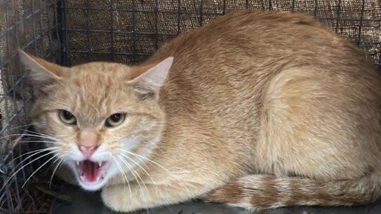 Conservation groups have been calling for cat containment laws for more than a decade.