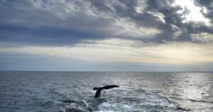 Rare whale entangled in fishing gear spotted again in Gulf of St. Lawrence Rare whale entangled in fishing gear spotted again in Gulf of St. Lawrence