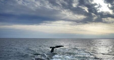 Rare whale entangled in fishing gear spotted again in Gulf of St. Lawrence