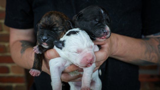 Three of the puppies at their foster home in Romsey. 
