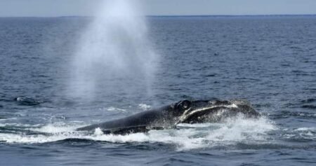 Entangled North Atlantic right whale spotted off New Brunswick’s east coast Entangled North Atlantic right whale spotted off New Brunswick’s east coast