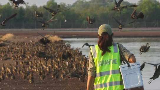 Bird flu