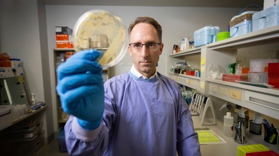 Professor Anton Peleg, head of infectious diseases at The Alfred hospital, has begun using phage therapy.