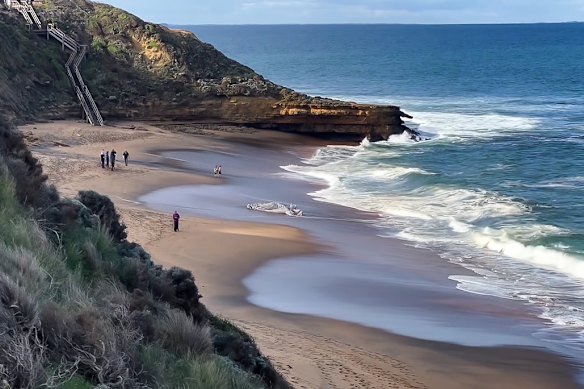 A whale carcass washed up on Bells Beach forcing the temporary closure of the beach. 