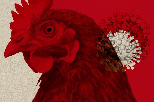 Chooks and cats are threatened by an impending outbreak of the devastating H5N1 bird flu.
