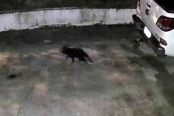 Home security footage of Mary, the two-year-old runaway Tasmanian devil recaptured on the Gold Coast.