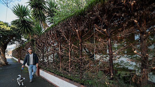 Prahran reident Phil Portellos and his dog Bandito on front of a decades-old hedge Stonnington Council ordered to be cut back over concerns it was encroaching on the footpath.
