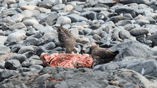 Brown skuas feeding on a dead seal that is infected with the virus.