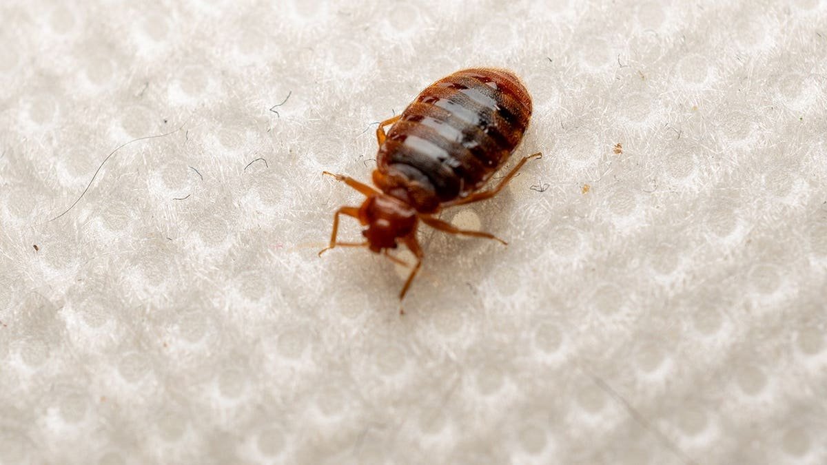 A bed bug crawls on a bed.