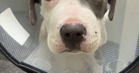 Okanagan vet warning dog owners about parvovirus Okanagan vet warning dog owners about parvovirus