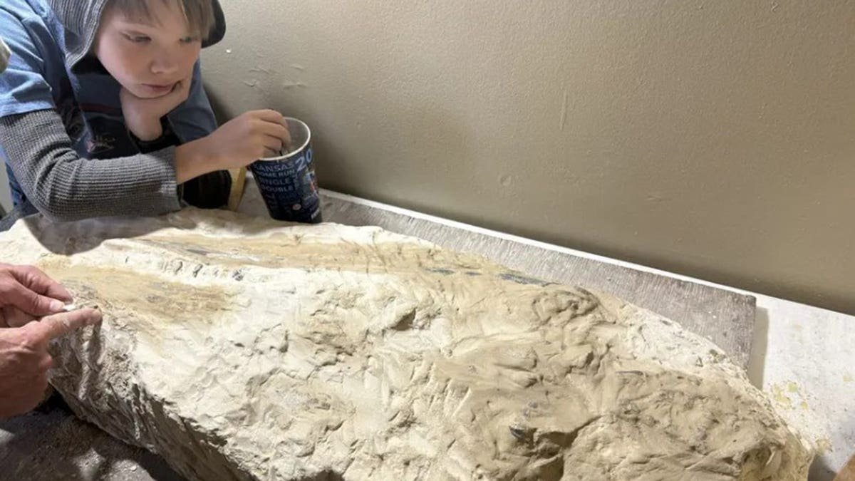 Boy staring at the unearthed fossil