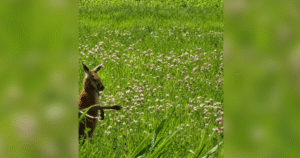 Mystery marsupial missing on Montreal’s South Shore: SPCA Mystery marsupial missing on Montreal’s South Shore: SPCA