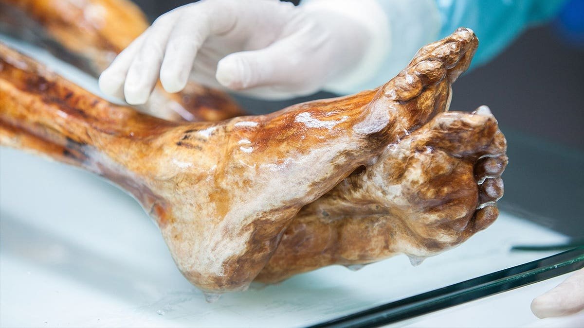 View of Ötzi the Iceman's mummified feet