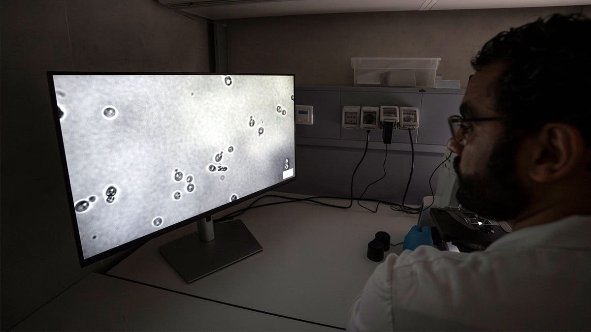 Researcher analyzing Ötzi the Iceman samples on computer
