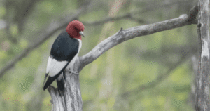 Calgary photographers, bird watchers flock to catch a glimpse of rare woodpecker Calgary photographers, bird watchers flock to catch a glimpse of rare woodpecker