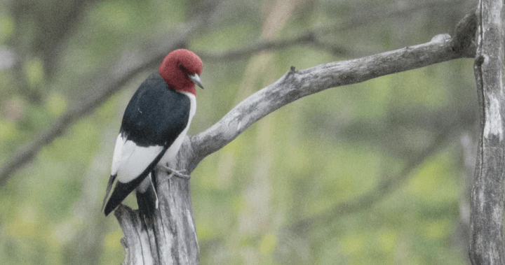 Calgary photographers, bird watchers flock to catch a glimpse of rare woodpecker Calgary photographers, bird watchers flock to catch a glimpse of rare woodpecker