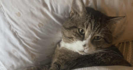 B.C. family fighting for return of beloved cat after BC SPCA adoption B.C. family fighting for return of beloved cat after BC SPCA adoption