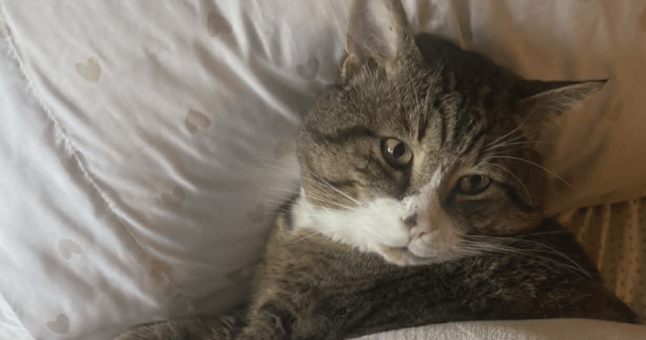 B.C. family fighting for return of beloved cat after BC SPCA adoption B.C. family fighting for return of beloved cat after BC SPCA adoption