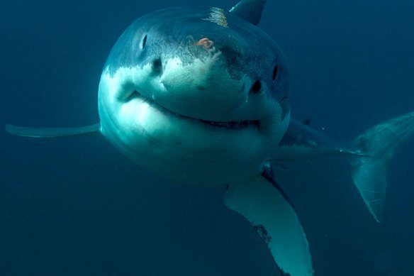 A great white shark, Is it in your living room? If not, leave it alone.