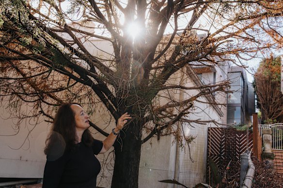 Clarissa Mattingly alleges that tree vandals trespassed on her property and attempted to poison her conifer tree.