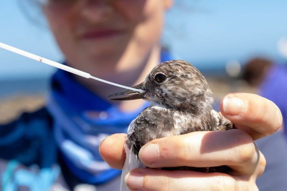 Migratory wild birds returning from Alaska and Siberia are being tested for the damaging H5N1 avian flu.