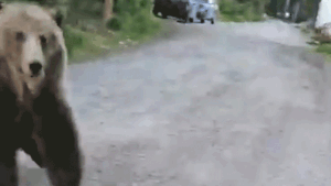 Woman stalked by charging bear on morning dog walk captures terrifying encounter on camera