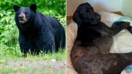 Alaska woman uses weapon to survive terrifying bear attack after predator mauls pooch: ‘I thought I was dead’ Alaska woman uses weapon to survive terrifying bear attack after predator mauls pooch: ‘I thought I was dead’