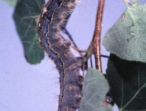 ‘Just be amazed:’ Alberta is seeing a cyclical outbreak of caterpillars ‘Just be amazed:’ Alberta is seeing a cyclical outbreak of caterpillars