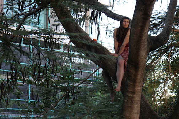 A protester climbs a tree at Kurilpa Commons gardens. 
