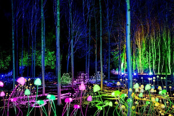 Lightscape installation Mycelium Network by international artist Stevie Thompson. 
