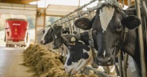 Nova Scotia MP, MLA at odds over future of cattle at Nappan experimental farm
