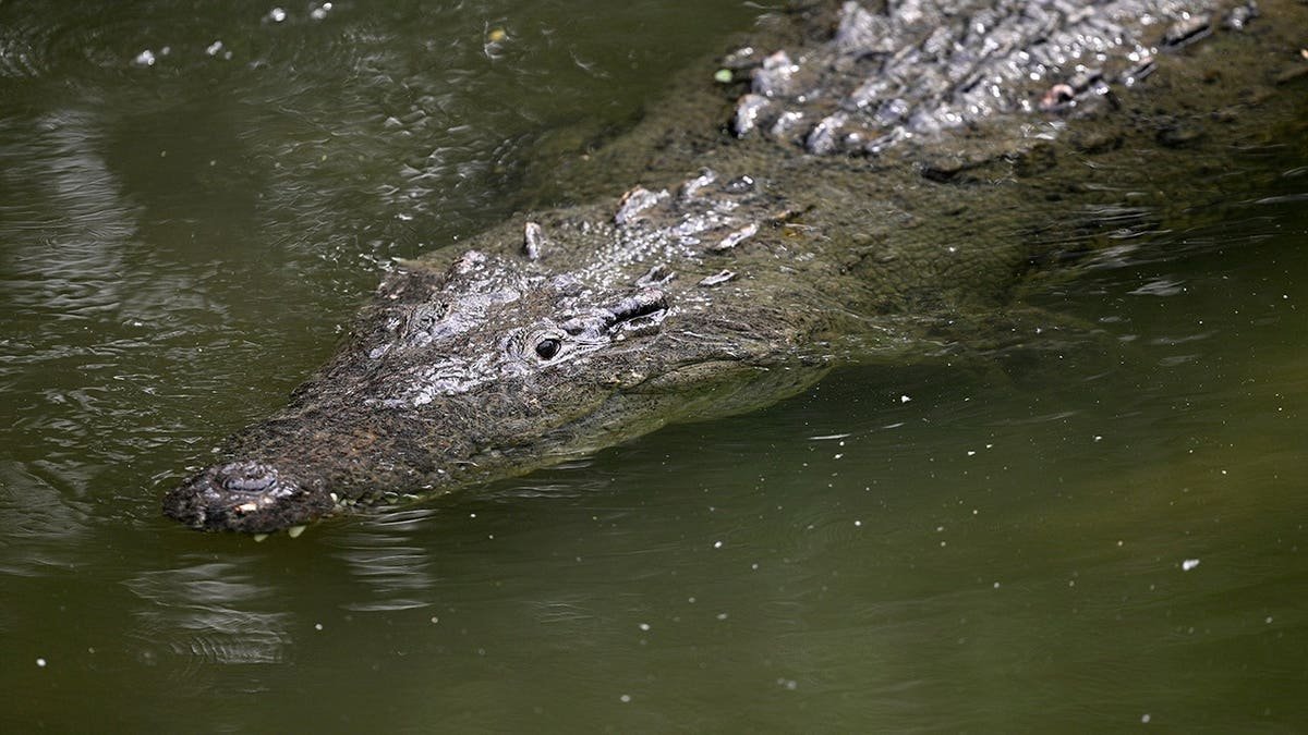 A crocodile near the sixth hole at Vidanta Vallarta golf course in Puerto Vallarta, Mexico.