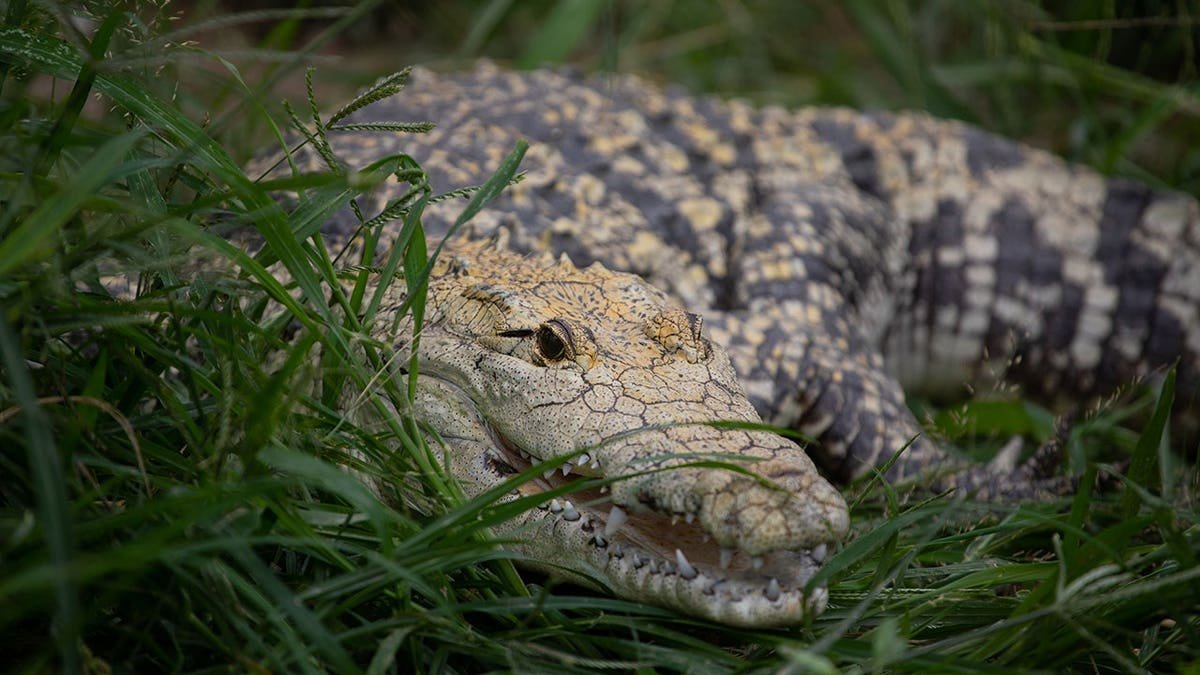 A morelet's crocodile outside its pond at the House of Crocodiles in Morelos Mexico