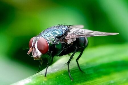 ‘Horror’ flesh-eating New World screwworm case detected in Texas: USDA