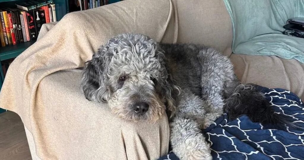 Family’s Dog Fatally Shot by LAPD Officer While Woman Celebrated New York Knicks Victory Family’s Dog Fatally Shot by LAPD Officer While Woman Celebrated New York Knicks Victory