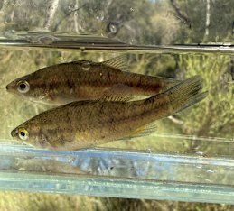 Balston’s pygmy perch was found in the upper catchment of the Helena River.