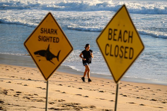Beaches in Sydney were closed in January after multiple shark attacks. 