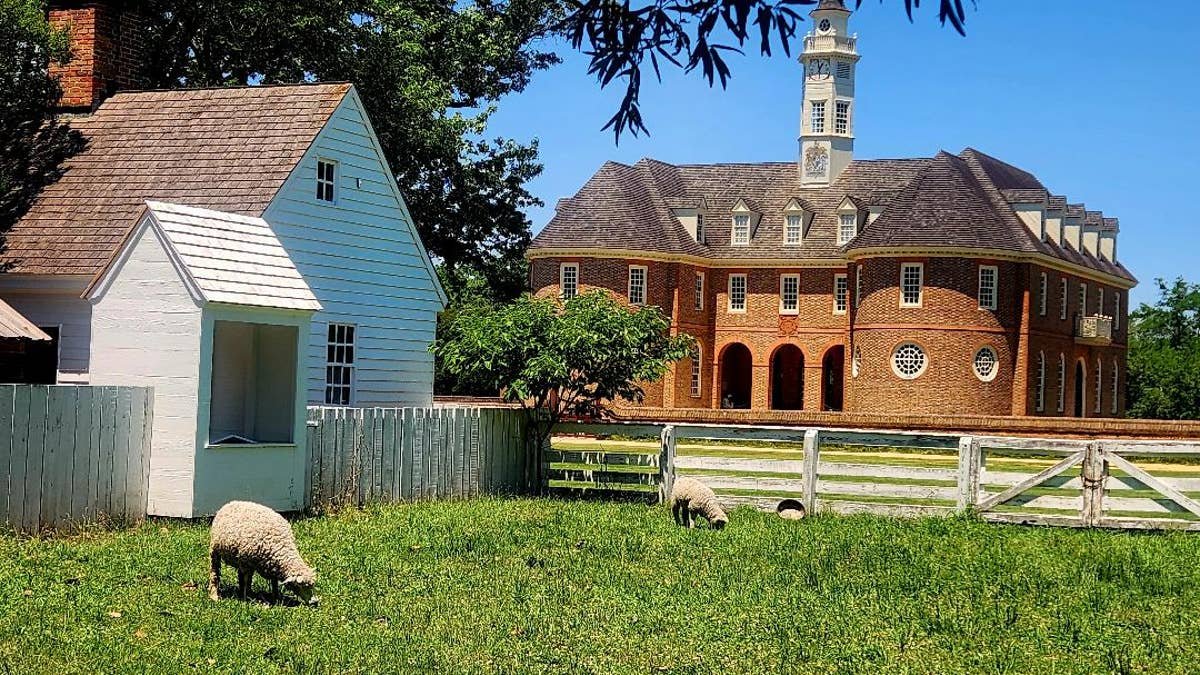 A sheep grazes near colonial buildings.
