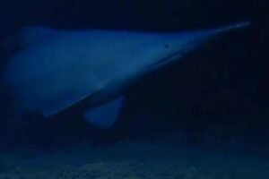 Goblin shark spotted for first time in its natural habitat — one of the deepest parts of the ocean Goblin shark spotted for first time in its natural habitat — one of the deepest parts of the ocean