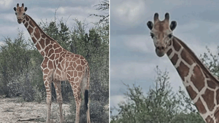 Missing 1200-pound giraffe Gracie found 2 weeks after wandering away from ranch in viral search