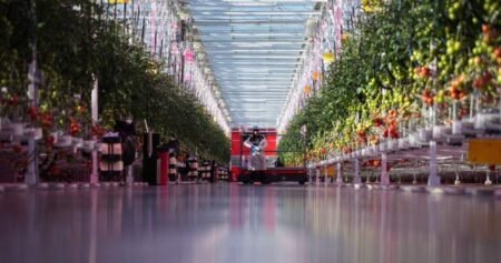 Why ramping up Canada’s indoor farming capacity may prove ‘difficult’ Why ramping up Canada’s indoor farming capacity may prove ‘difficult’