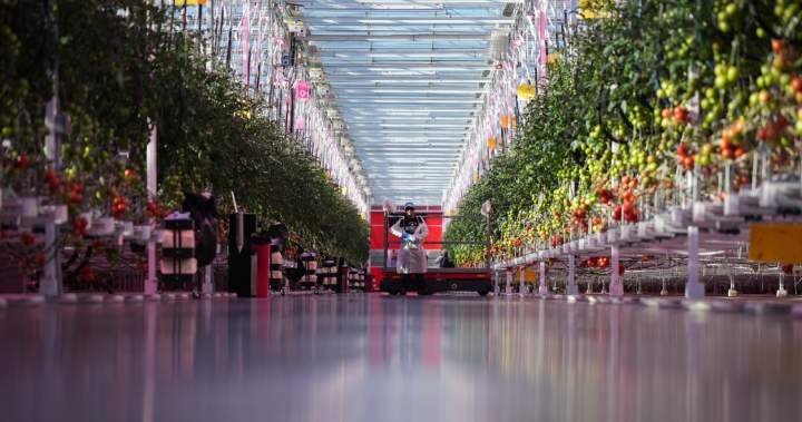 Why ramping up Canada’s indoor farming capacity may prove ‘difficult’ Why ramping up Canada’s indoor farming capacity may prove ‘difficult’